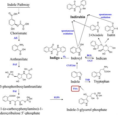 Molecular cloning and functional characterization of BcTSA in the biosynthesis of indole alkaloids in Baphicacanthus cusia